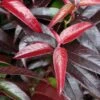 Leucothoe Fontanesiana Crimson Globe