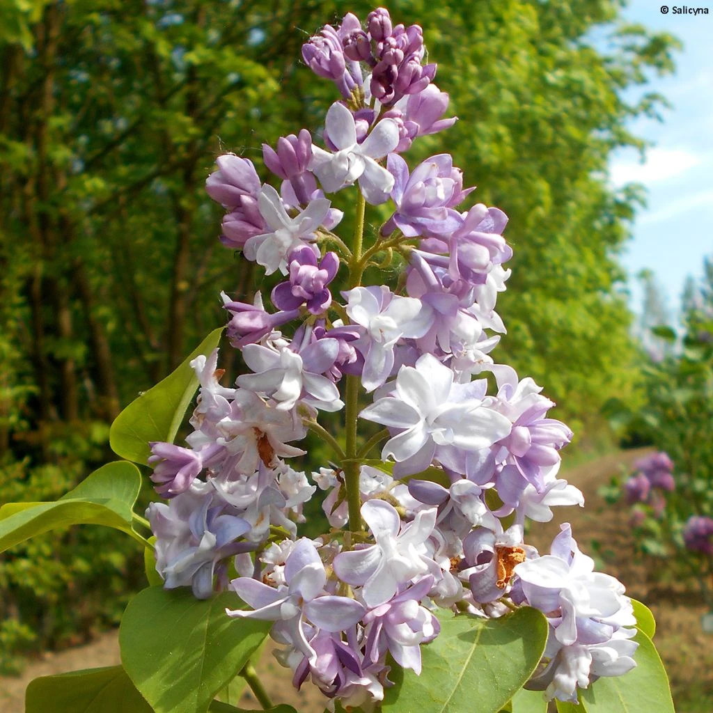 Lilas Commun - Syringa Vulgaris Konchalovskii 1 Lilas Commun - Syringa Vulgaris Konchalovskii