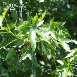 Liquidambar Styraciflua Lane Roberts - Copalme D'Amérique