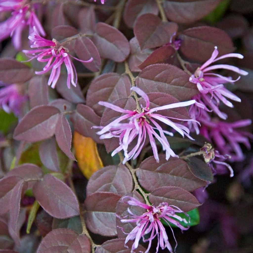 Loropetalum Chinense Pipa's Red 1 Loropetalum Chinense Pipa's Red