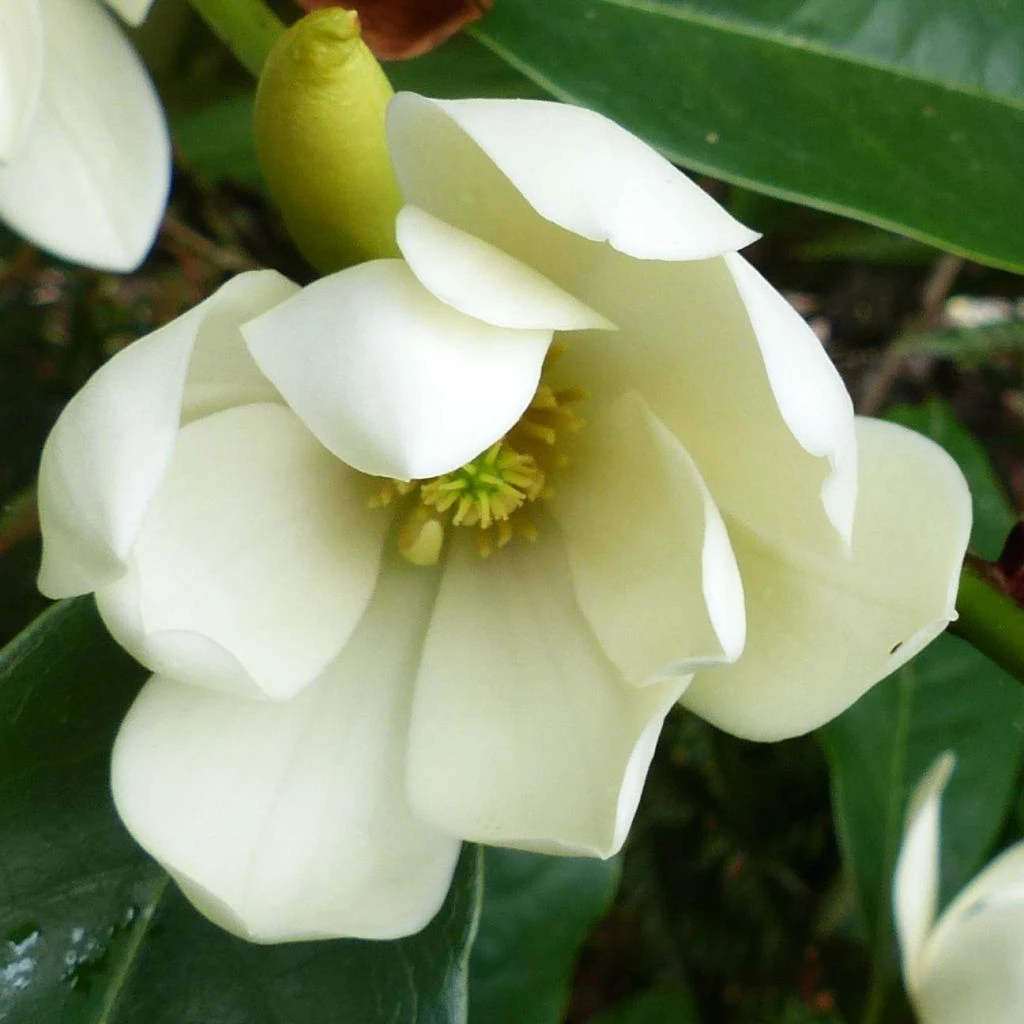 Magnolia Fairy Cream - Magnolia Hybride 1 Magnolia Fairy Cream - Magnolia Hybride