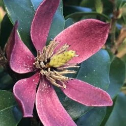 Magnolia Figo Stellar Ruby