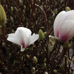 Magnolia Soulangeana Alba Superba