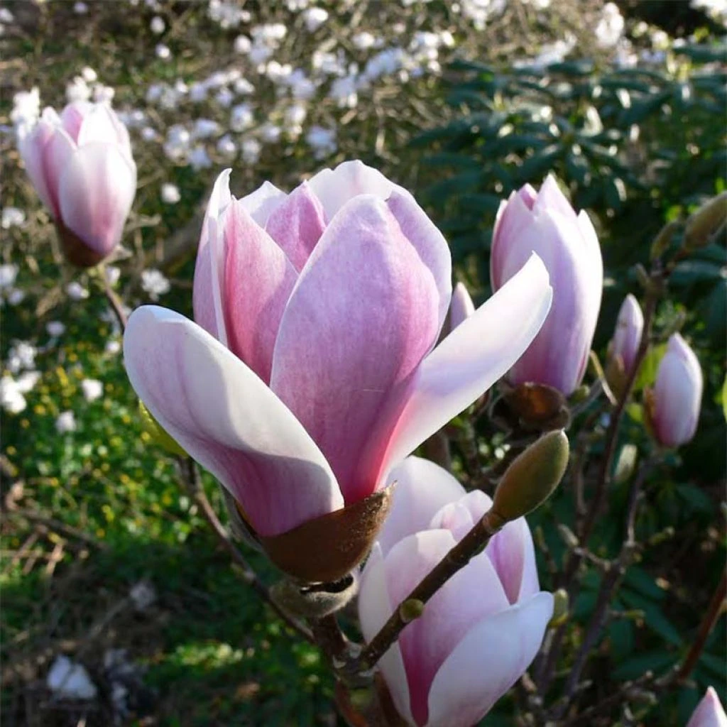 Magnolia Soulangeana Satisfaction 1 Magnolia Soulangeana Satisfaction