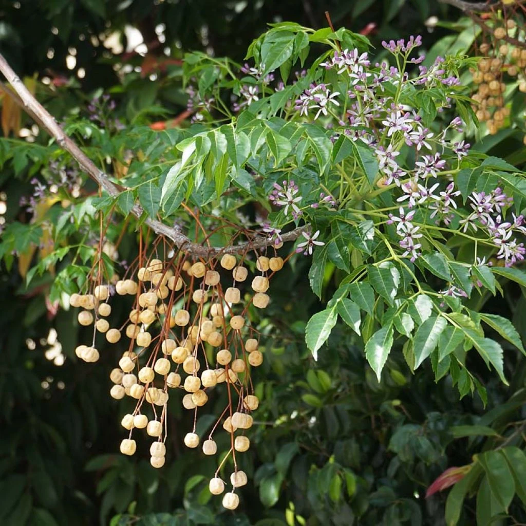 Melia Azedarach - Margousier 1 Melia Azedarach - Margousier