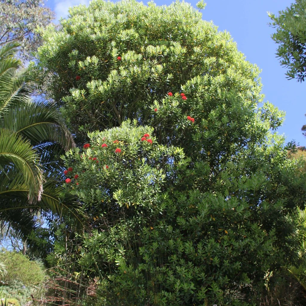 Metrosideros Mistral - Arbre De Noël De Nouvelle-Zélande 1 Metrosideros Mistral - Arbre De Noël De Nouvelle-Zélande
