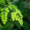 Moringa Oleifera - Arbre De Vie