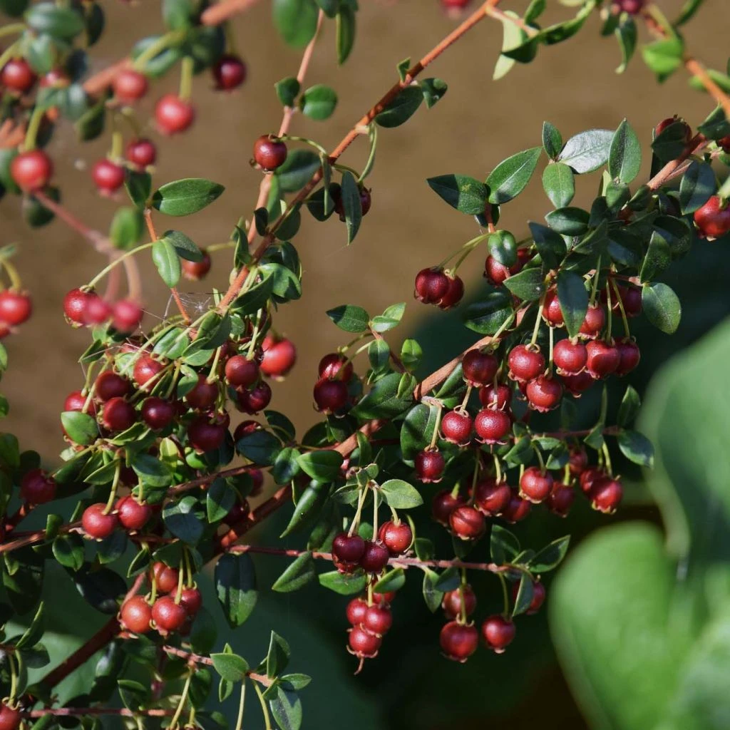 Myrtus Ugni 1 Myrtus Ugni