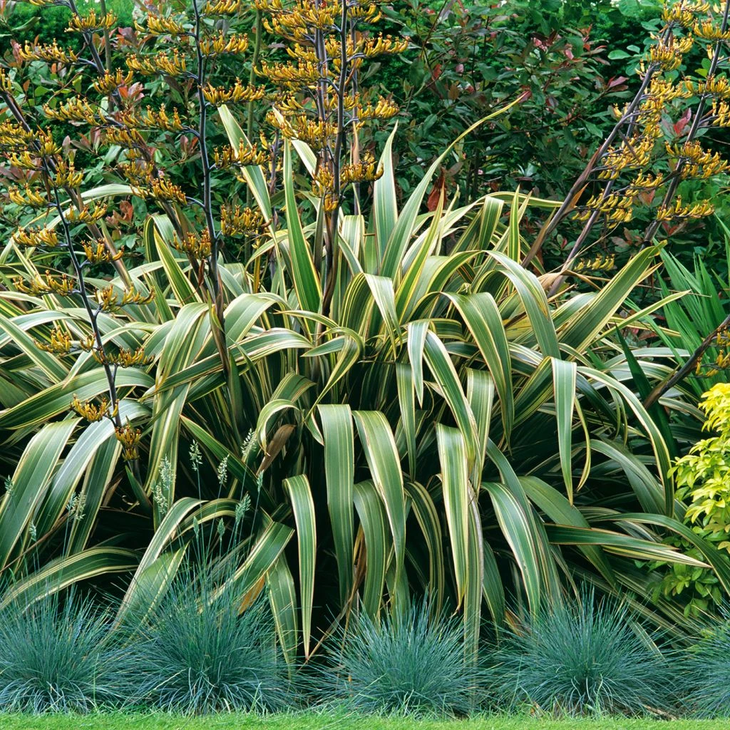 Phormium Tenax Variegatum - Lin De Nouvelle-Zélande 1 Phormium Tenax Variegatum - Lin De Nouvelle-Zélande