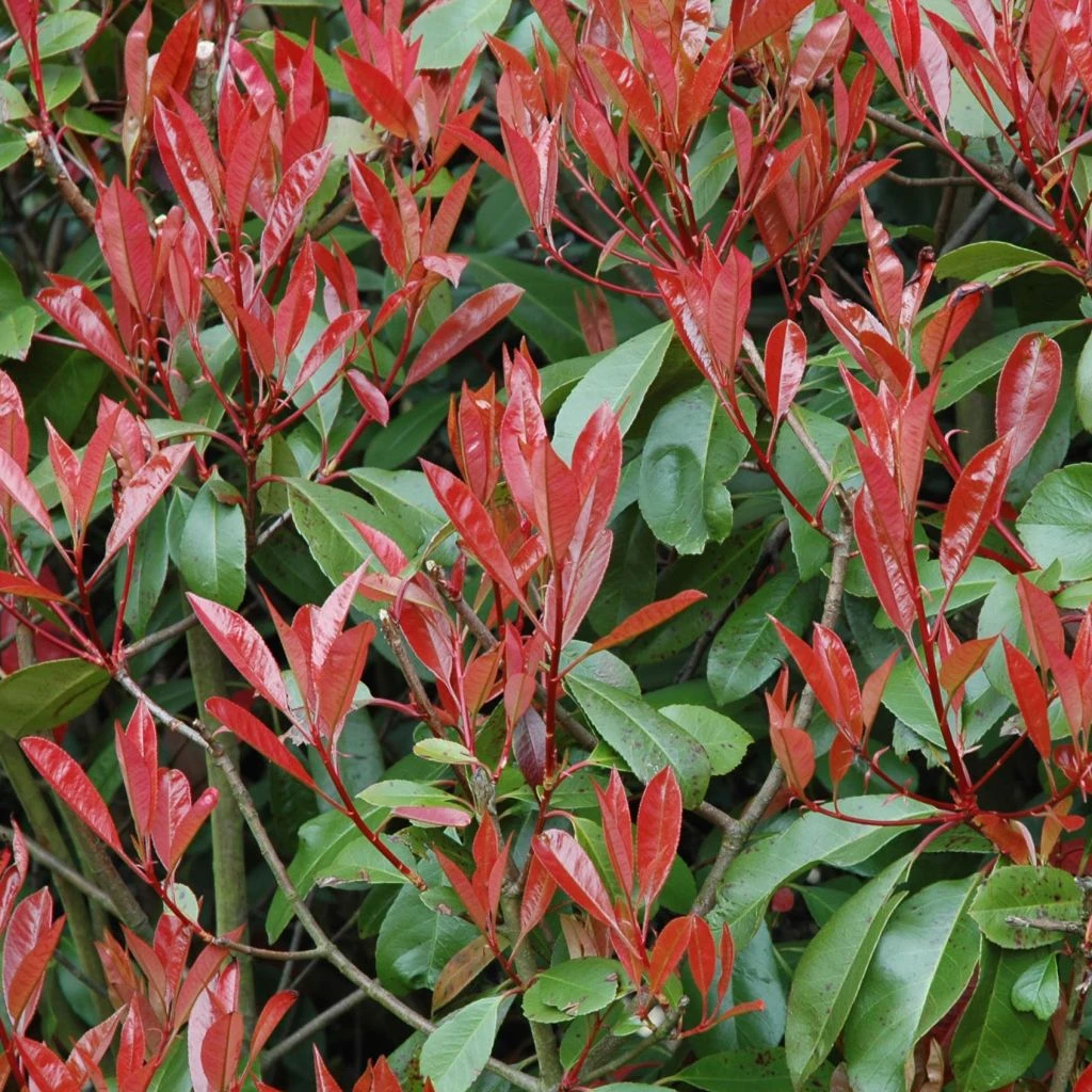 Photinia Little Red Robin 1 Photinia Little Red Robin