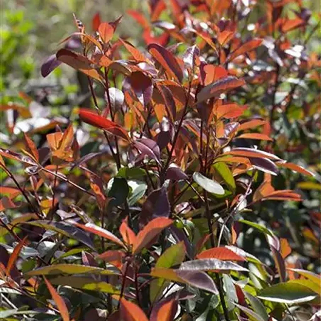 Photinia Fraseri Red Ballcoon 1 Photinia Fraseri Red Ballcoon