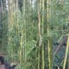 Phyllostachys Viridiglaucescens - Bambou Géant