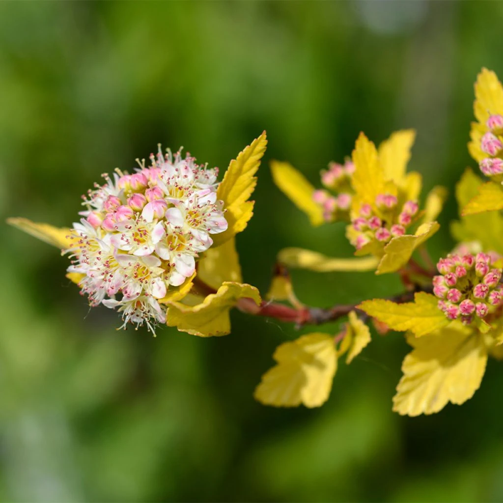 Physocarpus Opulifolius Tiny Wine Gold 1 Physocarpus Opulifolius Tiny Wine Gold