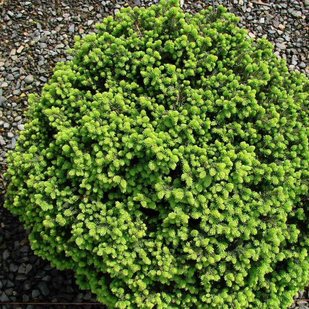 Épicéa Nain - Picea Abies Little Gem 2L/3L 1 Épicéa Nain - Picea Abies Little Gem 2L/3L