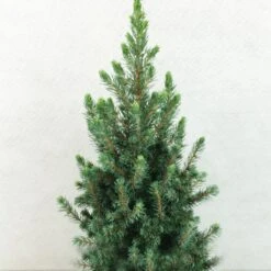 Epinette Blanche - Picea Glauca Conica Blue