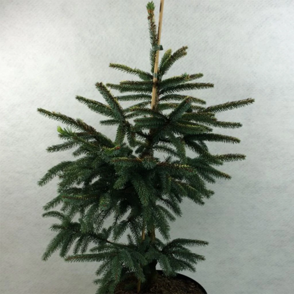 Epinette Noire - Picea Mariana Aurea 1 Epinette Noire - Picea Mariana Aurea
