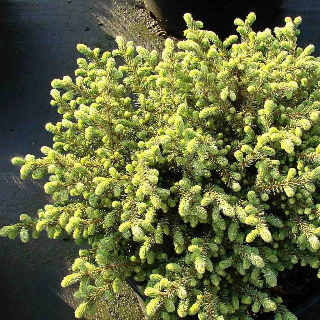 Picea Mariana Nana - Epinette Noire 1 Picea Mariana Nana - Epinette Noire