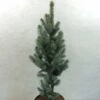 Epicea Bleu - Picea Pungens Iseli Fastigiate