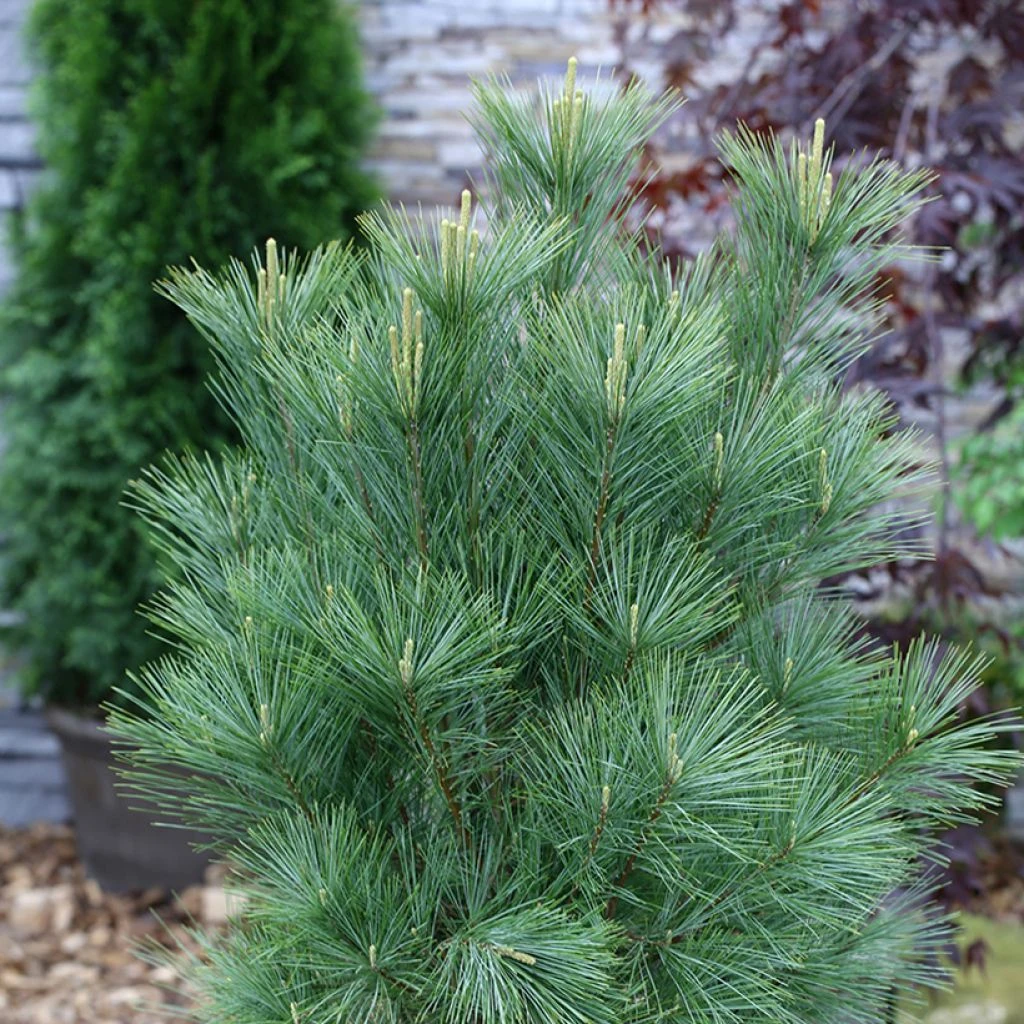 Pin De L'Himalaya - Pinus Wallichiana Densa Hill 1 Pin De L'Himalaya - Pinus Wallichiana Densa Hill
