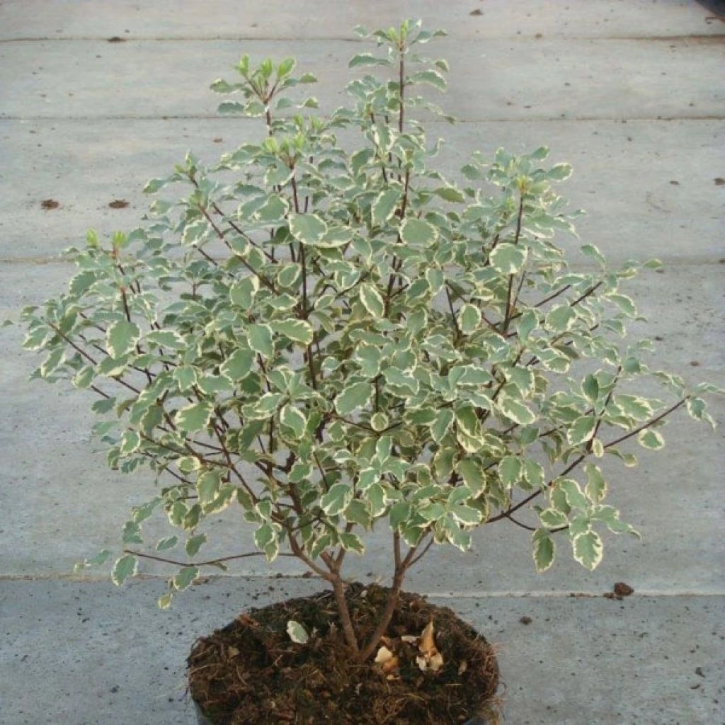 Pittosporum Tenuifolium Variegatum 1 Pittosporum Tenuifolium Variegatum