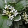 Pittosporum Tobira Variegatum