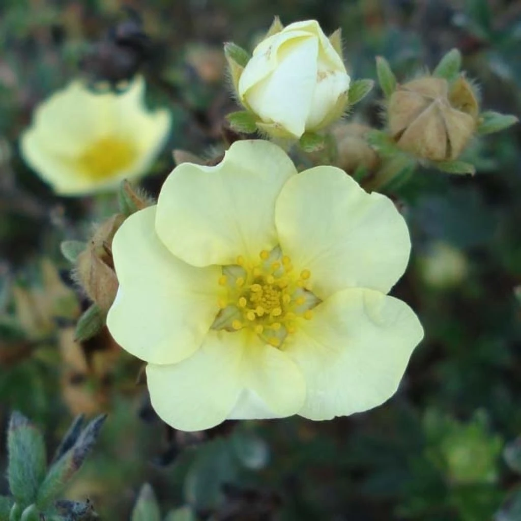 Potentilla Fruticosa Primrose Beauty - Potentille Arbustive 1 Potentilla Fruticosa Primrose Beauty - Potentille Arbustive