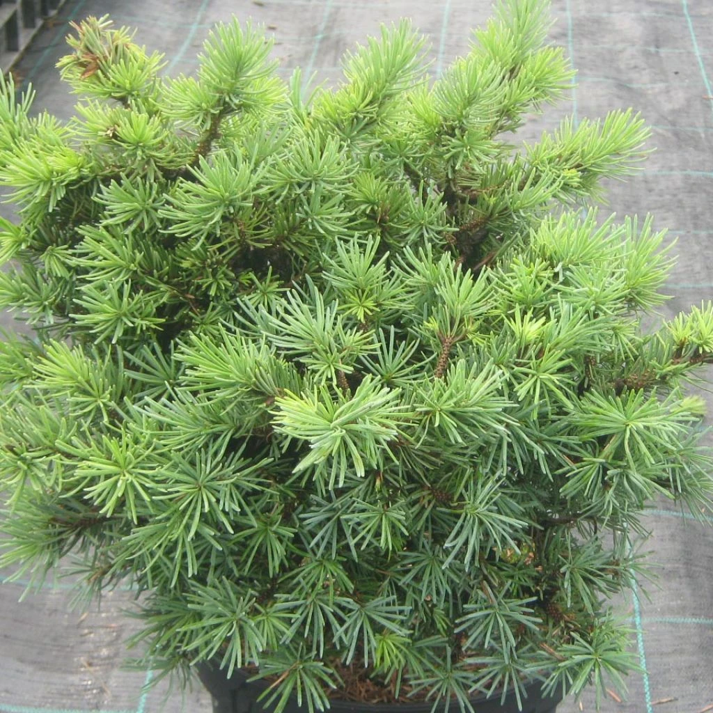 Pseudotsuga Menziesii Bhiela Lhota - Douglas 1 Pseudotsuga Menziesii Bhiela Lhota - Douglas