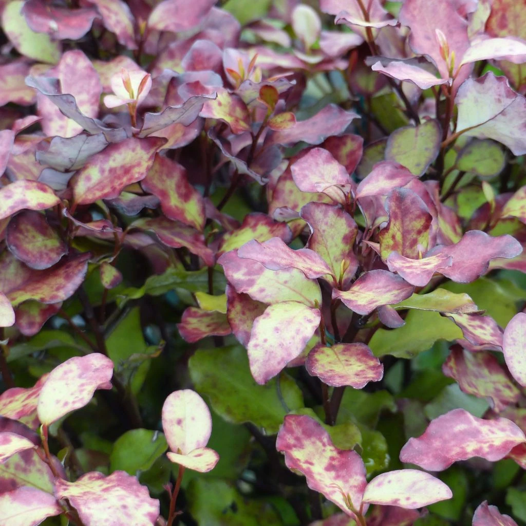 Pseudowintera Colorata Red Leopard 1 Pseudowintera Colorata Red Leopard