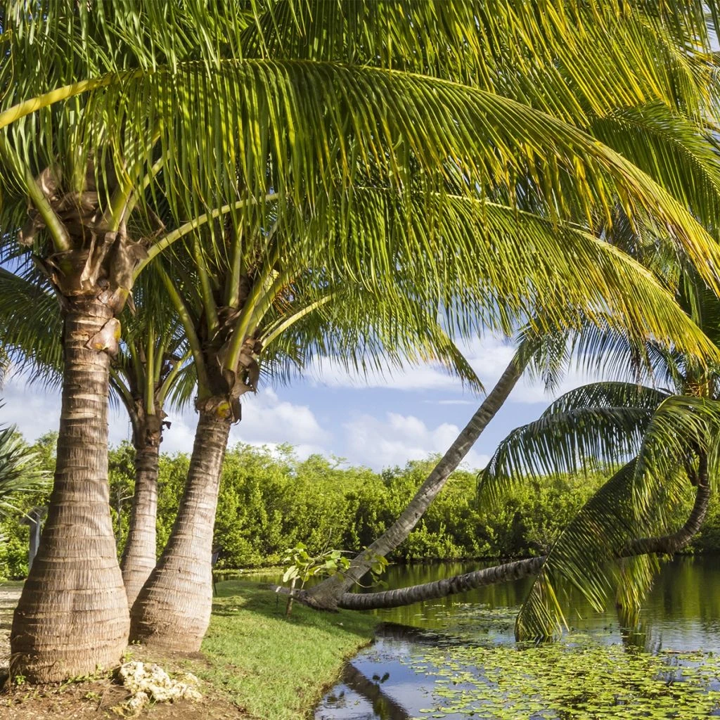 Ravenea Rivularis - Palmier Majestueux Ou Ravénéa Des Berges 1 Ravenea Rivularis - Palmier Majestueux Ou Ravénéa Des Berges