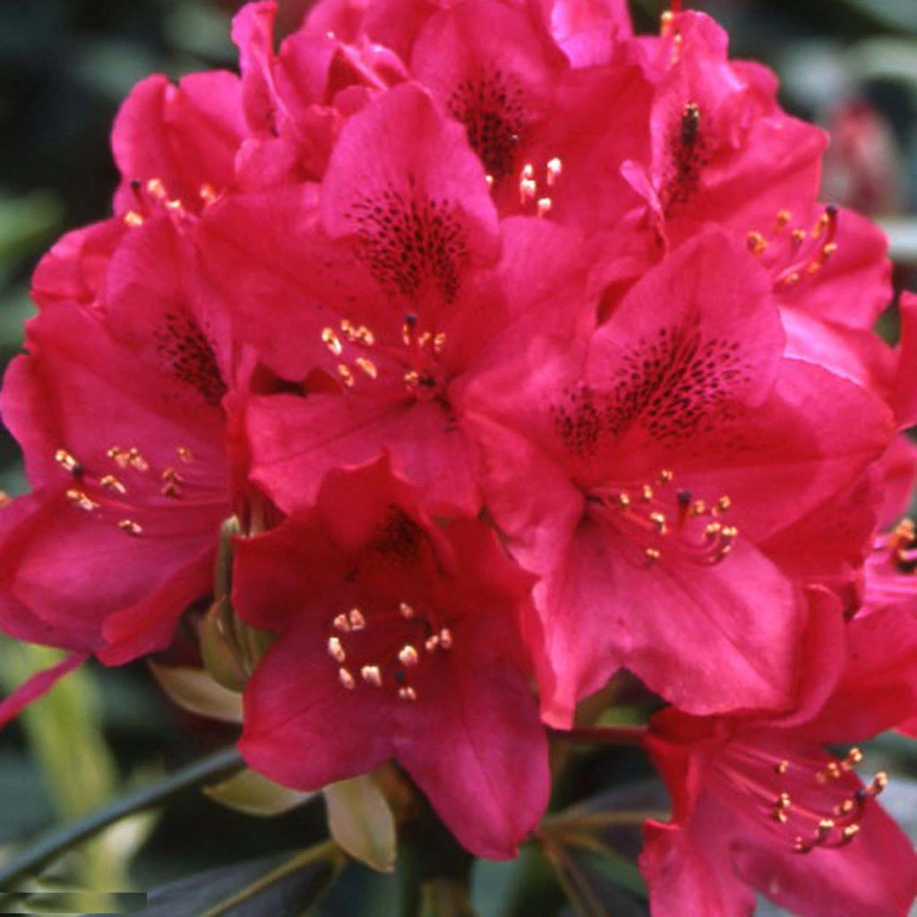 Rhododendron Inkarho Nova Zembla 1 Rhododendron Inkarho Nova Zembla