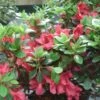 Azalée Du Japon Johanna - Rhododendron Hybride