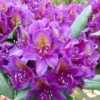 Rhododendron Marcel Ménard