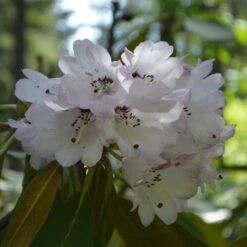 Rhododendron Rex - Grand Rhododendron