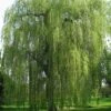 Saule Pleureur - Salix Alba Tristis