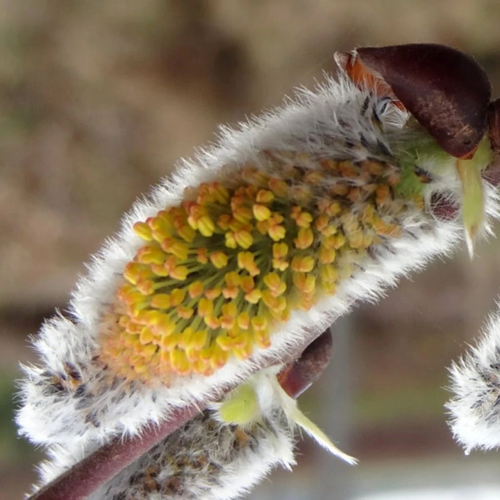 Salix Caprea Gold-Bienenkätzchen - Saule Marsault 1 Salix Caprea Gold-Bienenkätzchen - Saule Marsault