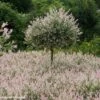 Saule Crevette - Salix Integra Flamingo