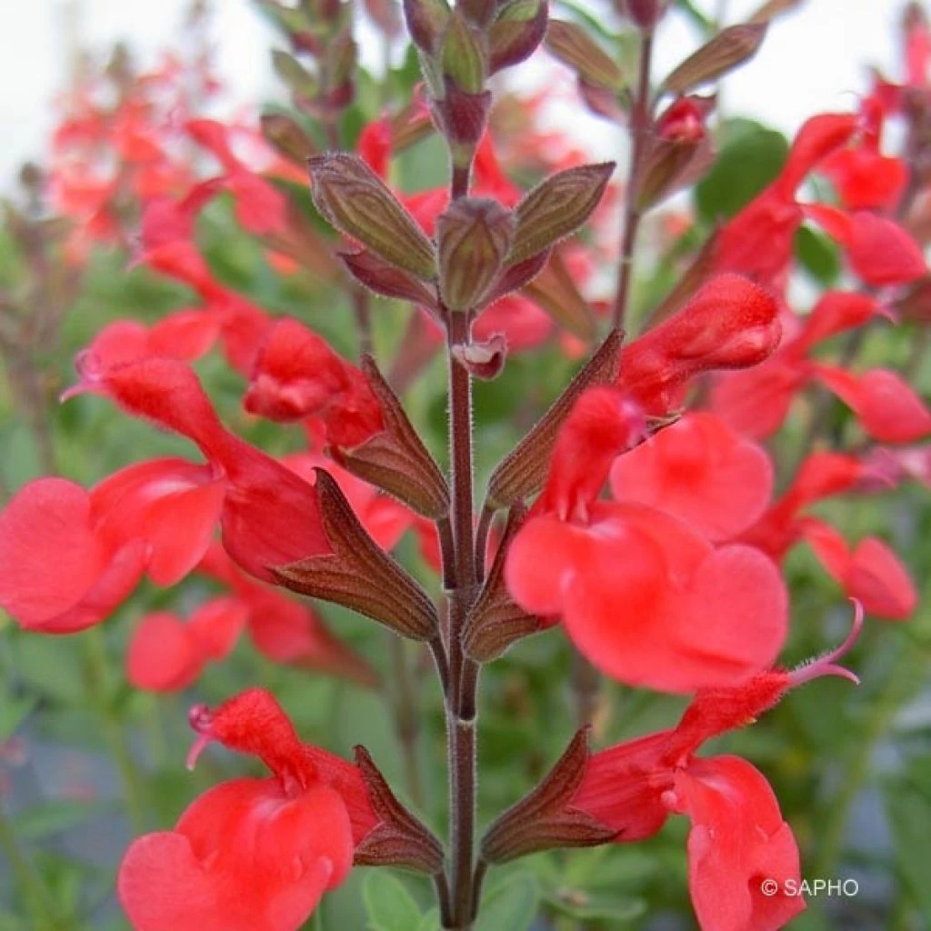 Sauge Arbustive Flammenn ® - Salvia Jamensis 1 Sauge Arbustive Flammenn ® - Salvia Jamensis