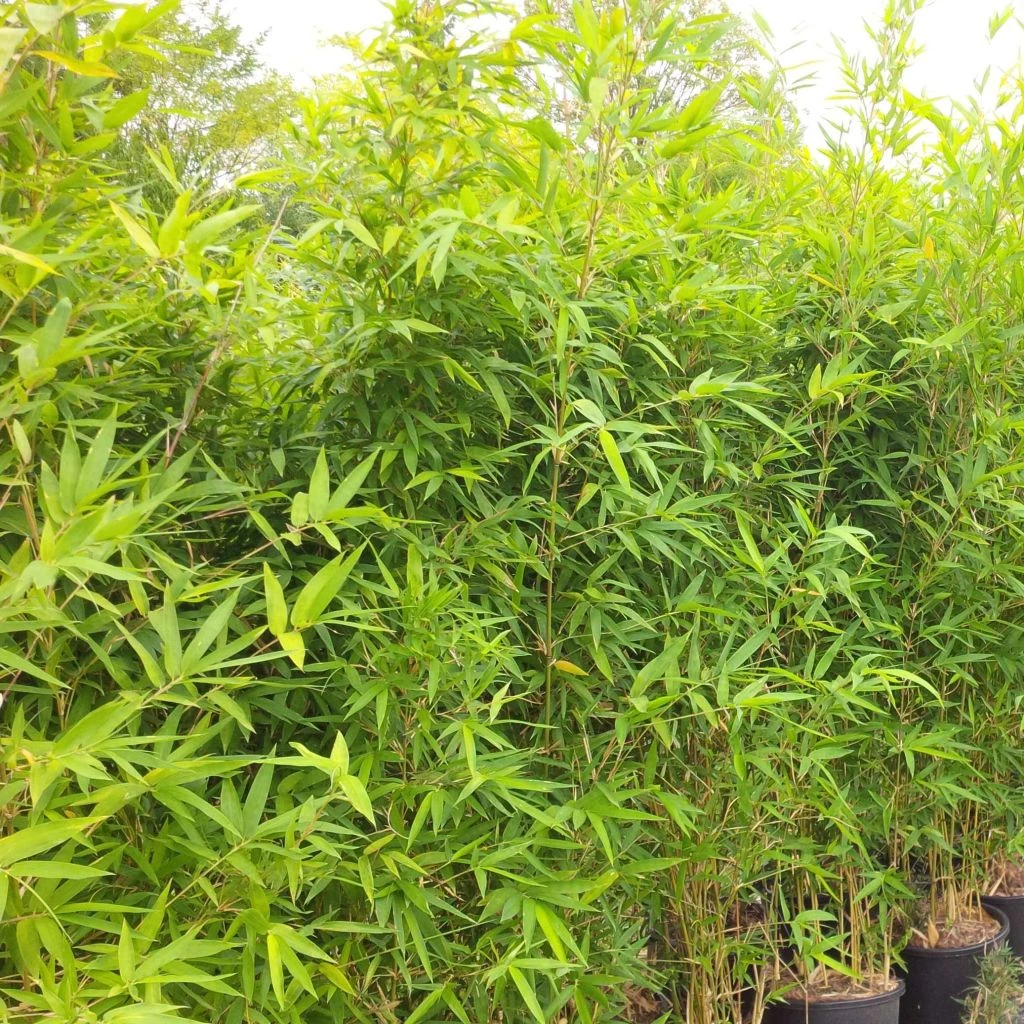 Semiarundinaria Makinoi - Bambou Moyen 1 Semiarundinaria Makinoi - Bambou Moyen