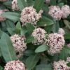 Skimmia Japonica Godrie's Dwarf - Skimmia Du Japon Nain