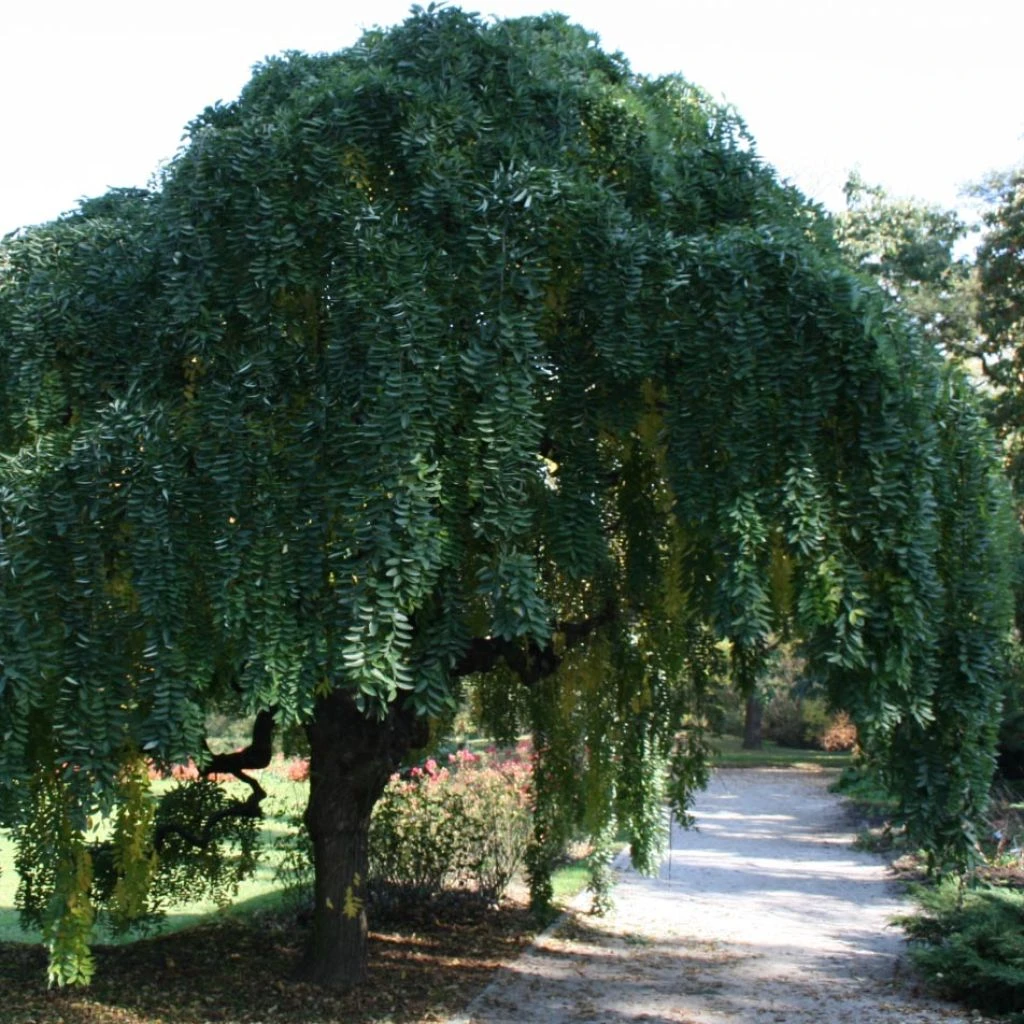 Pagode Japonaise - Sophora Japonica Pendula 1 Pagode Japonaise - Sophora Japonica Pendula