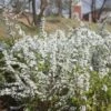 Spiraea Prunifolia - Spirée à Feuilles De Prunier