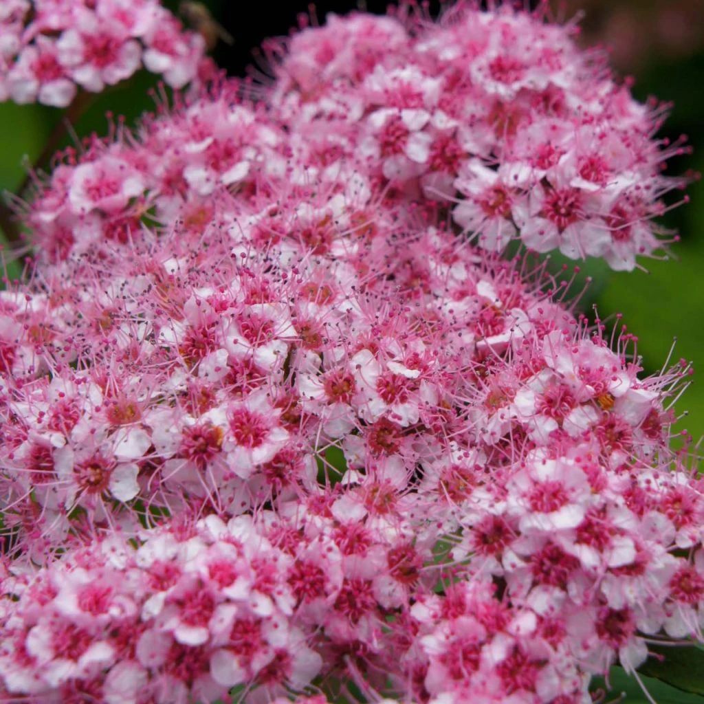 Spirée Japonaise Sparkling Champagne - Spiraea Japonica 1 Spirée Japonaise Sparkling Champagne - Spiraea Japonica