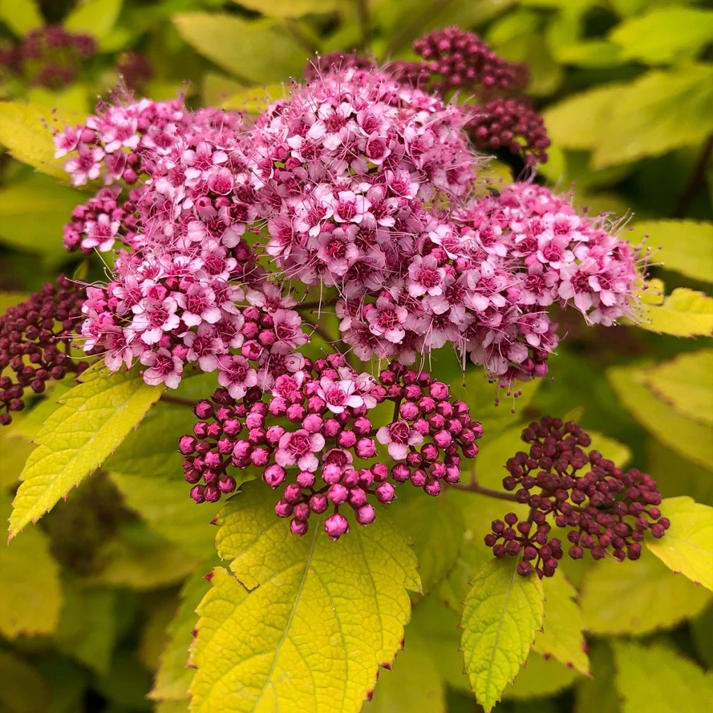 Spirée Japonaise - Spiraea Japonica Double Play Big Bang 1 Spirée Japonaise - Spiraea Japonica Double Play Big Bang