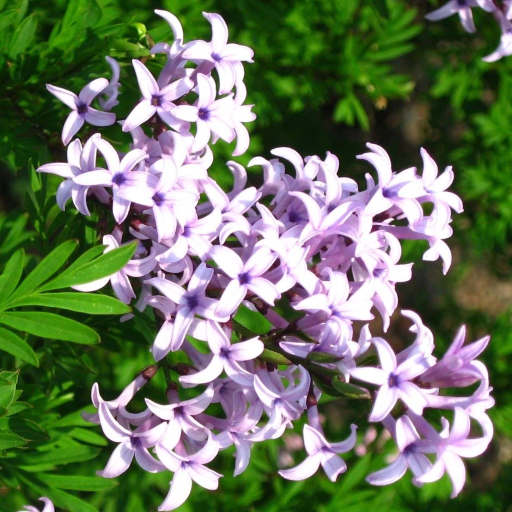Lilas De Perse - Syringa Persica Laciniata 1 Lilas De Perse - Syringa Persica Laciniata