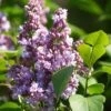 Lilas - Syringa Vulgaris Michel Buchner