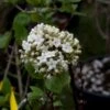 Viorne - Viburnum (x) Carlcephalum