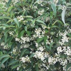 Viorne - Viburnum Hillieri Winton