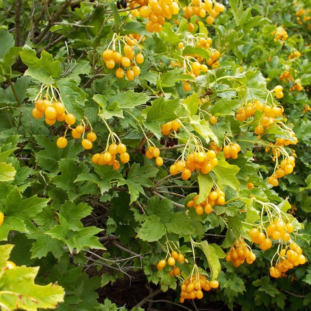 Viburnum Opulus Xanthocarpum - Viorne Obier 1 Viburnum Opulus Xanthocarpum - Viorne Obier