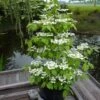 Viorne - Viburnum Plicatum Kilimandjaro