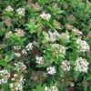 Viburnum Tinus Eve Price - Laurier Tin